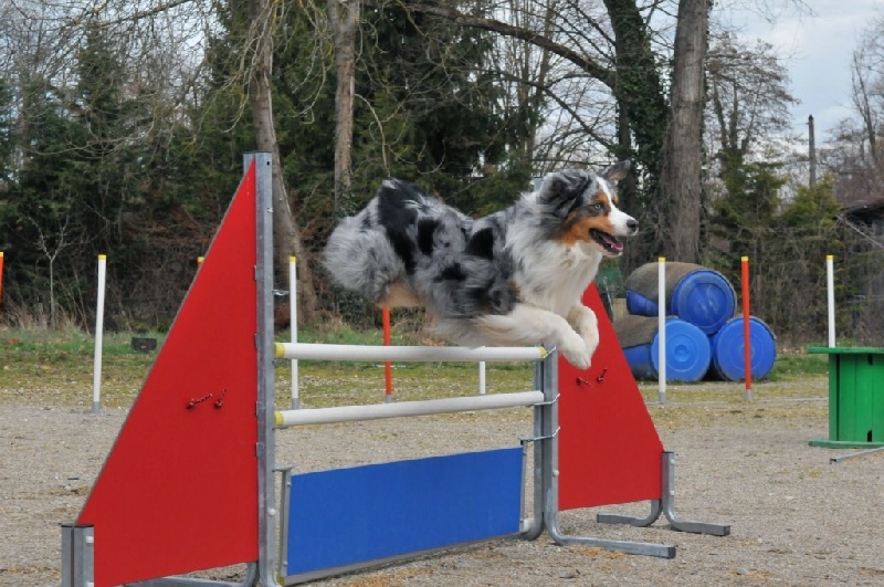 En mode sportif (agility /troupeau ...)