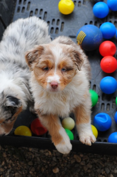 Les chiots à 7 semaines par Doubleclic-genas